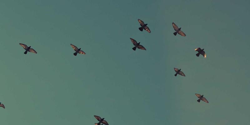 编程与软件开发：技术博客如何成为现代开发者的核心成长工具